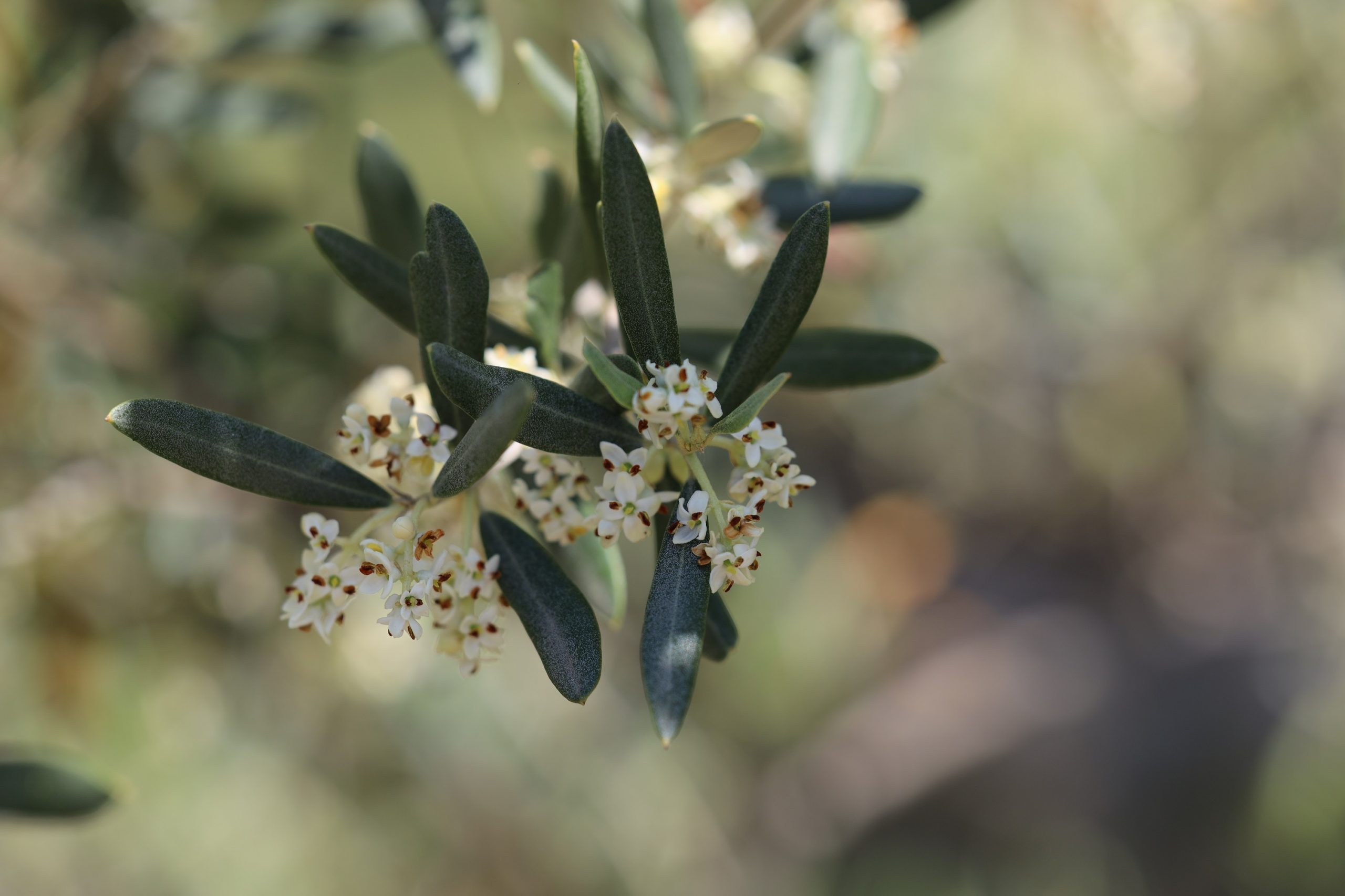 L’éphémère floraison des oliviers