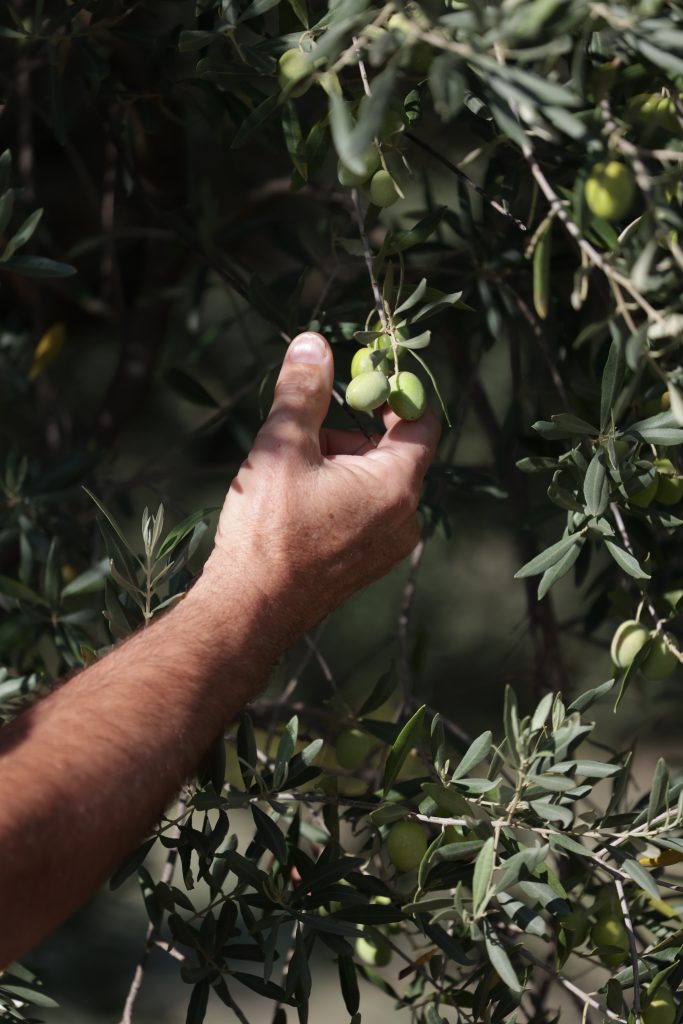 recolte olives - olivades