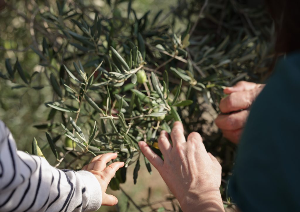 cueillette des olives en famille- olivades
