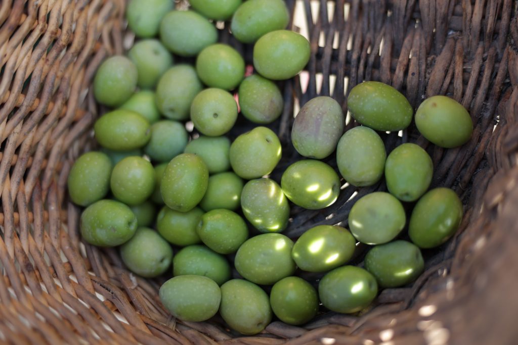olives vallee des Baux - olivades